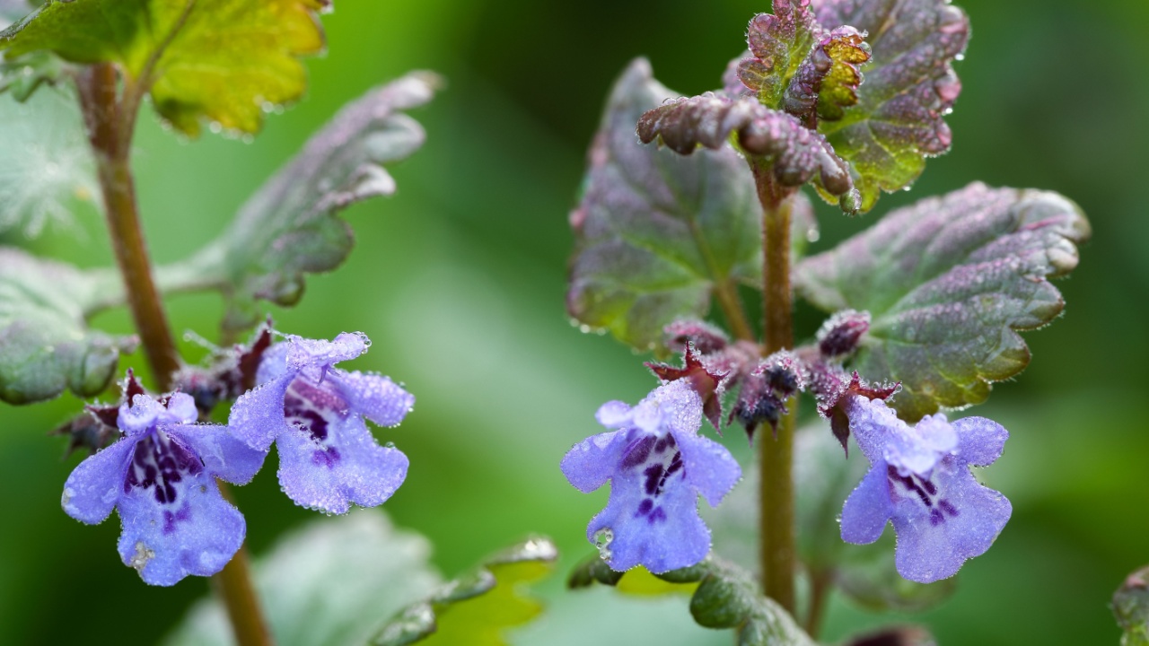 Creeping charlie flowering - Glechoma hederacea
