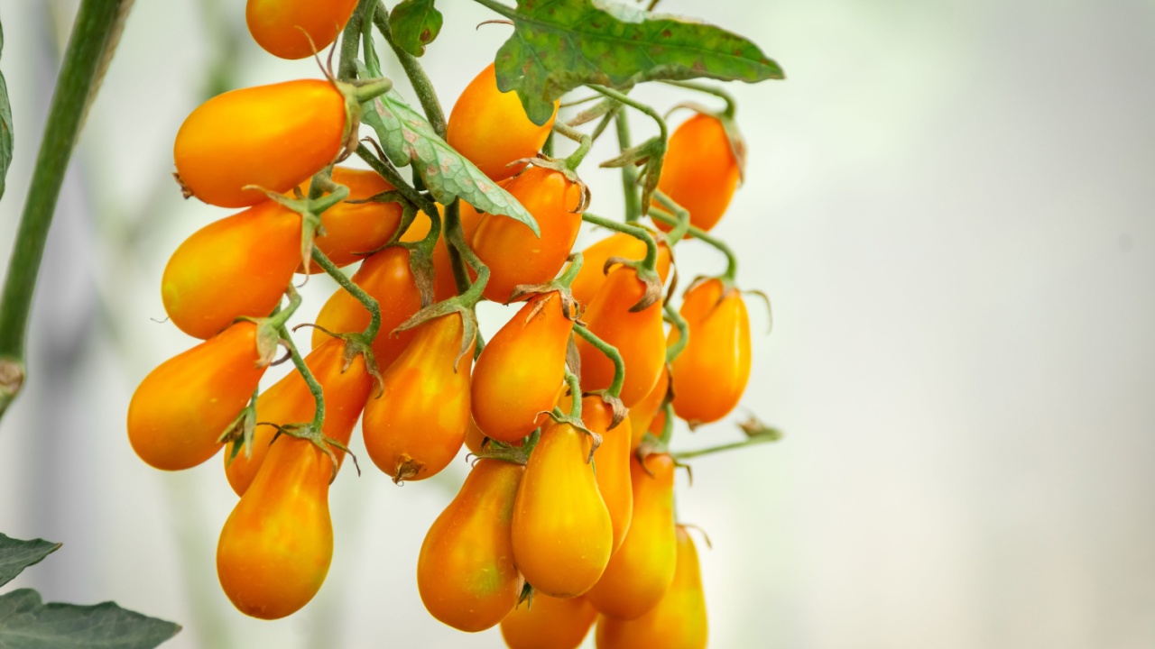 The fruit of the yellow pear tomato, The organic yellow-pear tomato.