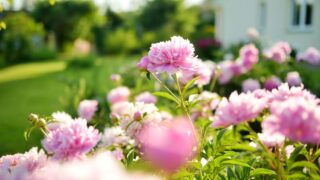 Beautiful pink peonies blossoming in the garden on summer evening. Beauty in nature.