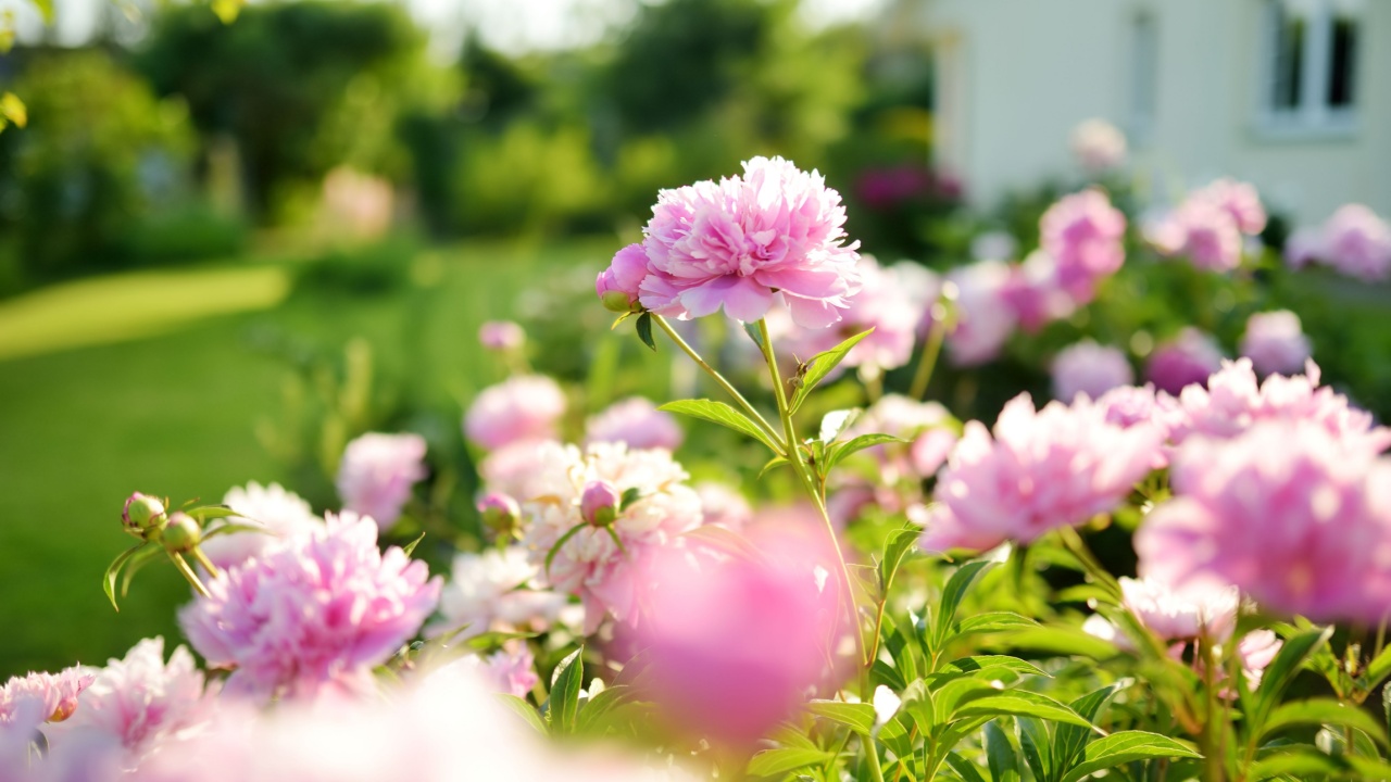 Beautiful pink peonies blossoming in the garden on summer evening. Beauty in nature.