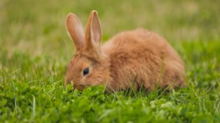 orange rabbit on the lawn grazes the grass