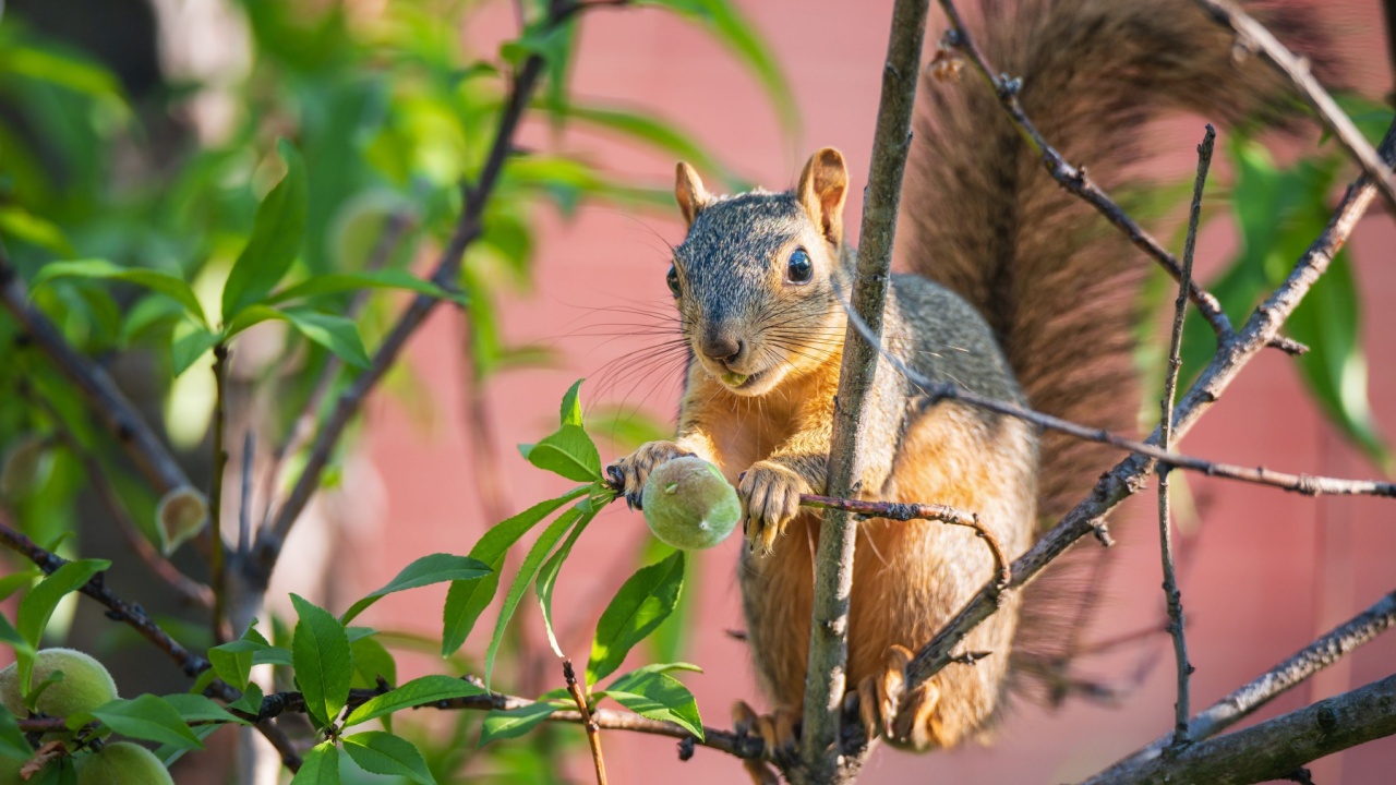 Young Eastern Fox squirrel (Sciurus niger) eating fruit from a peach tree in the garden.