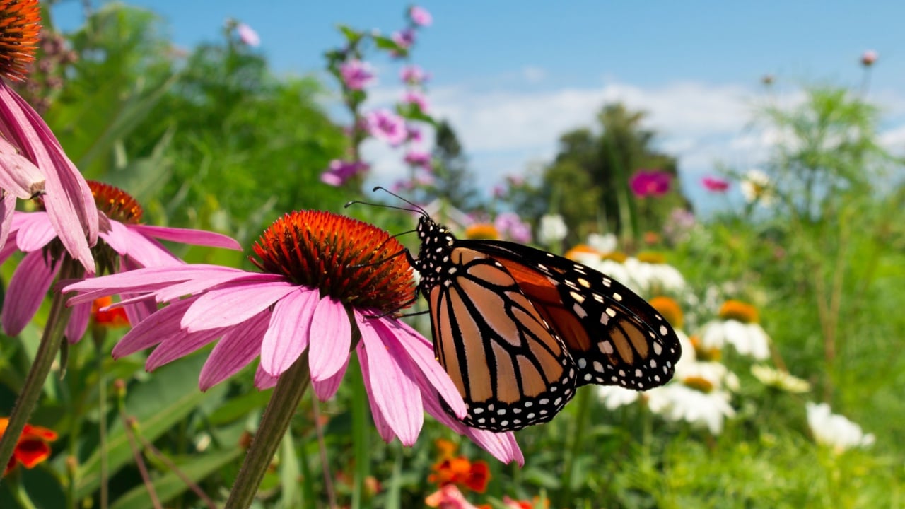Monarch Butterfly pollinates pretty flowers in colorful botanical garden during migration