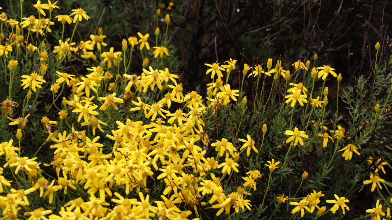 Chrysactinia mexicana, damianita, low growing shrub with tiny yellow flowers. Isolated closeup.