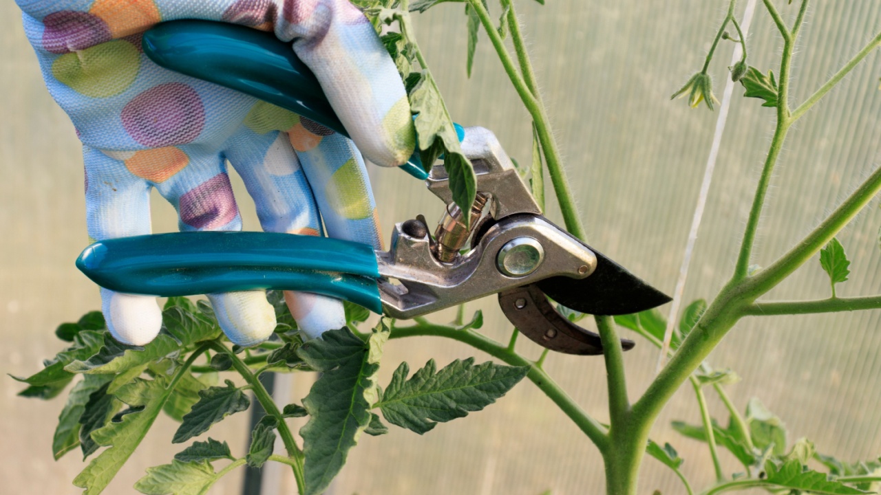 Prune the water shoots that grow between the stems and twigs of the tomato plant