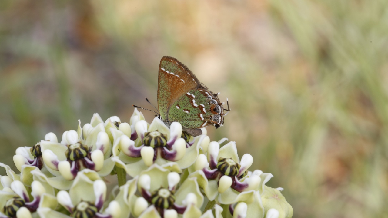 Antelope milkweed in bloom attracts beautiful green butterfly. Isolated closeup. Texas wildflowers. Asclepias asperula.