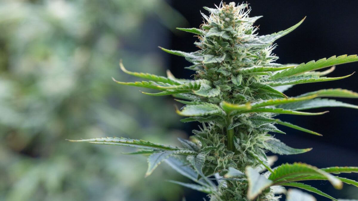 12 Plants Commonly Grown That Are Illegal In Some States
