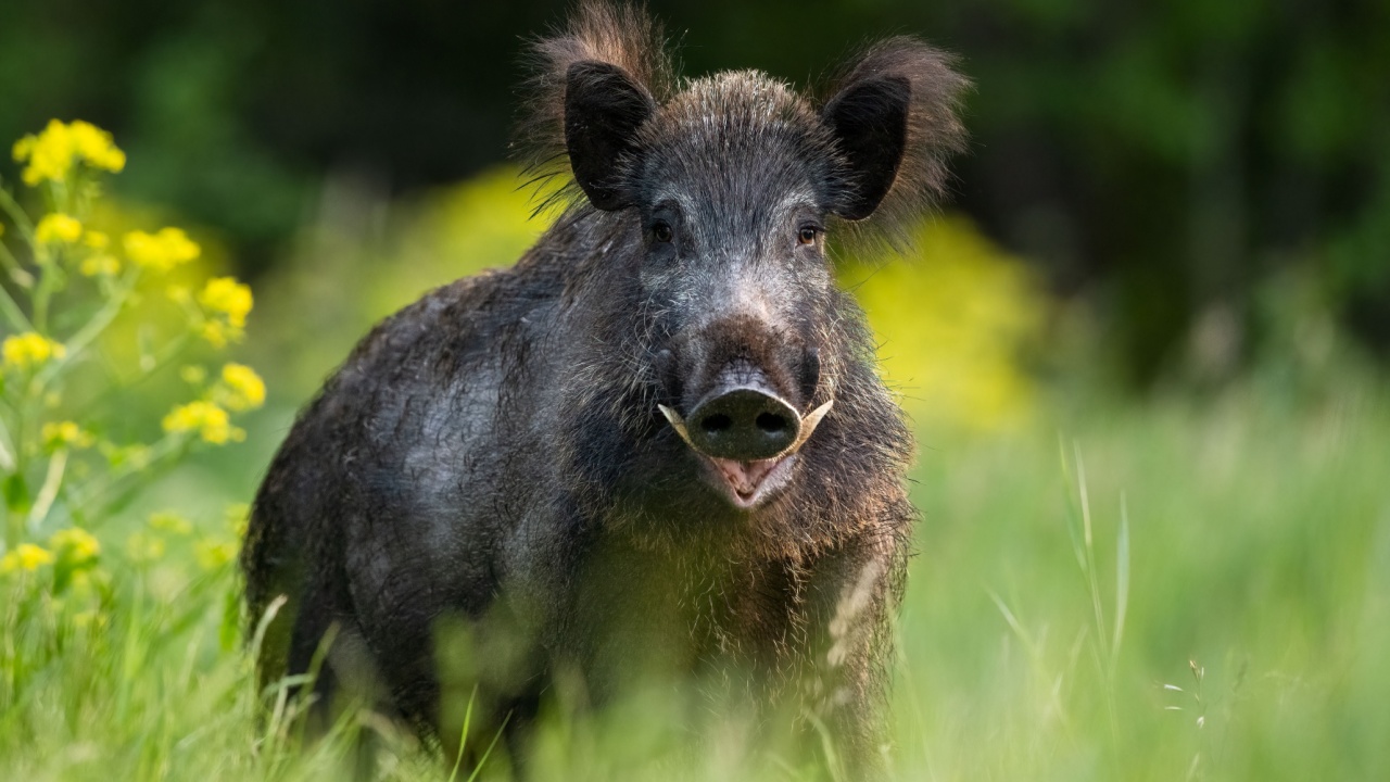 Big male wild boar with tusks at summer scenery