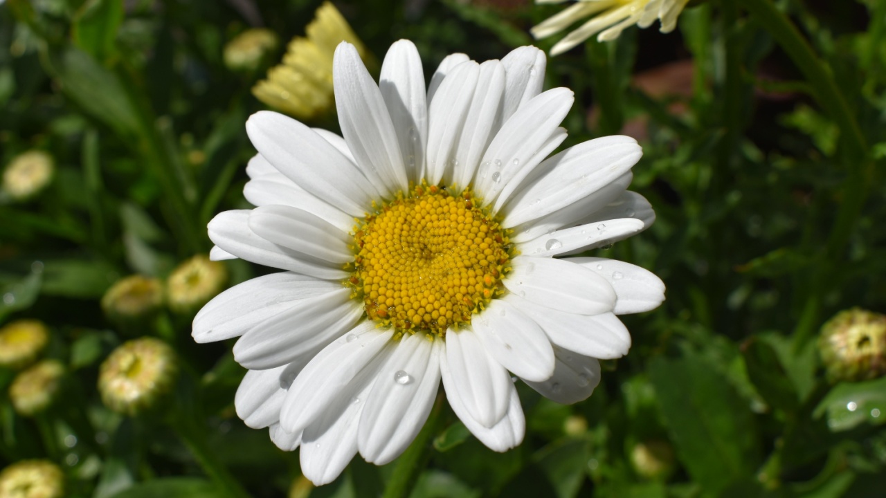 Leucanthemum x superbum 'Becky' Shasta Daisy Flower White