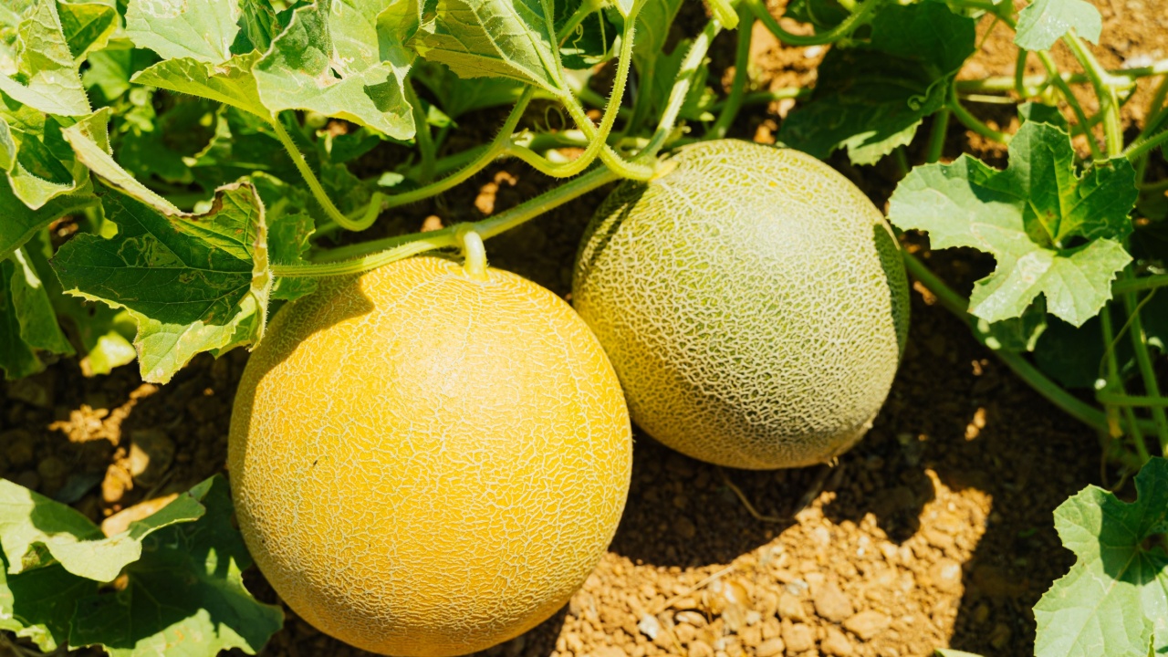 Cantaloupe melon organic farming in Crete, Greece