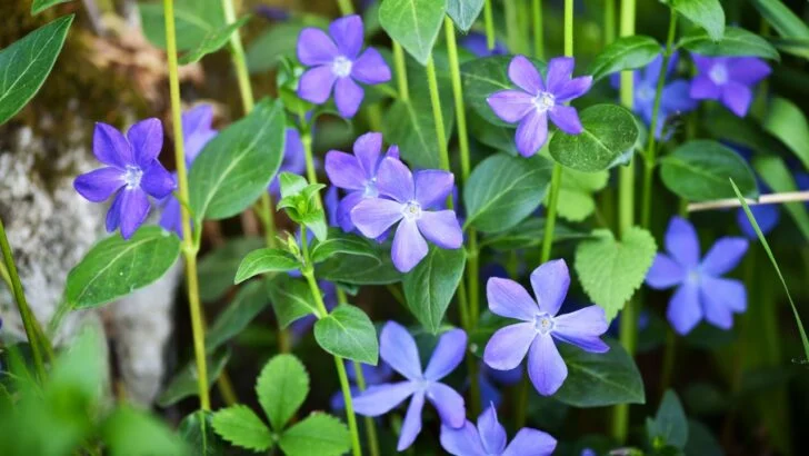 24 Forgiving Plants That Grow Well in Poor Soil Conditions