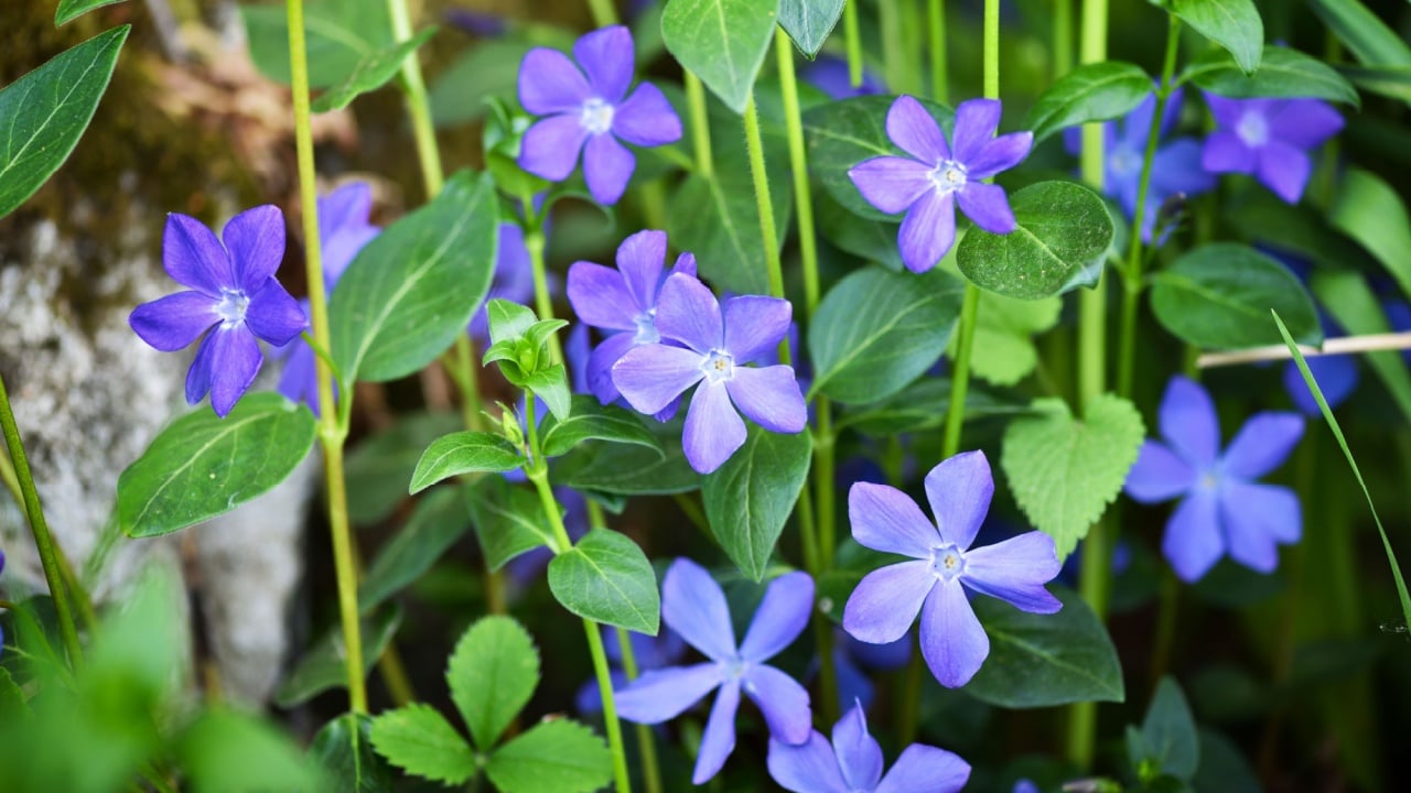 Purple blue flowers of periwinkle (Vinca)