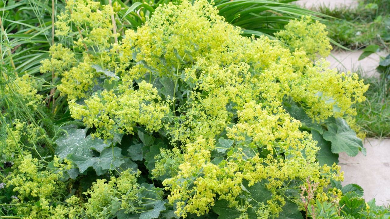 Alchemilla mollis or lady's-mantle in garden
