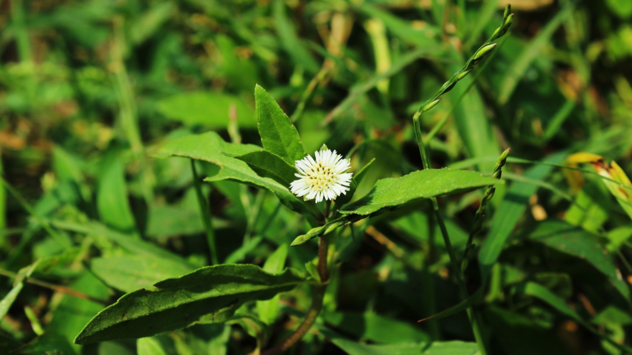 Eclipta Alba flower, Eclipta Prostrata or Bhringraj, also known as False Daisy is an effective herbal medicinal plant in Ayurvedic medicine.
