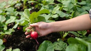 Gardener picking up a fresh red radish in an organic farm with eco friendly lifestyle, Farmer grow a red radish full of nutrition and vitamin for vegetarian and vegan, close up look of red radish