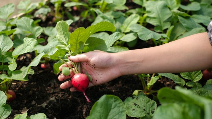 Want to Start a Garden Late in the Season? Throw These Seeds in the Ground Now