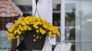 Yellow million bells (calibrachoa) flowers in the hanging black plastic pot.