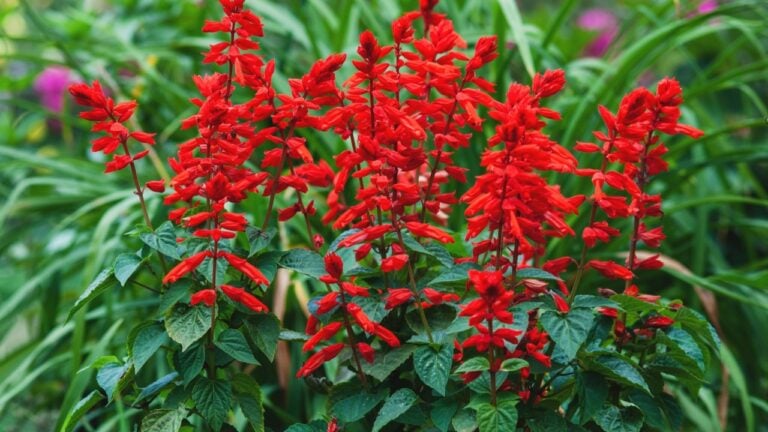 Scarlet sage - Salvia splendens Vista Red blooming in the garden bed