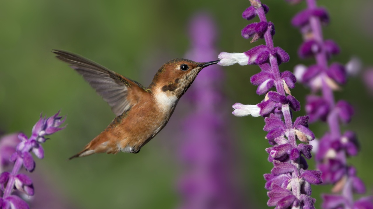 Allen's hummingbird, Selasphorus sasin, feeding on Mexican Bush Sage flowers.