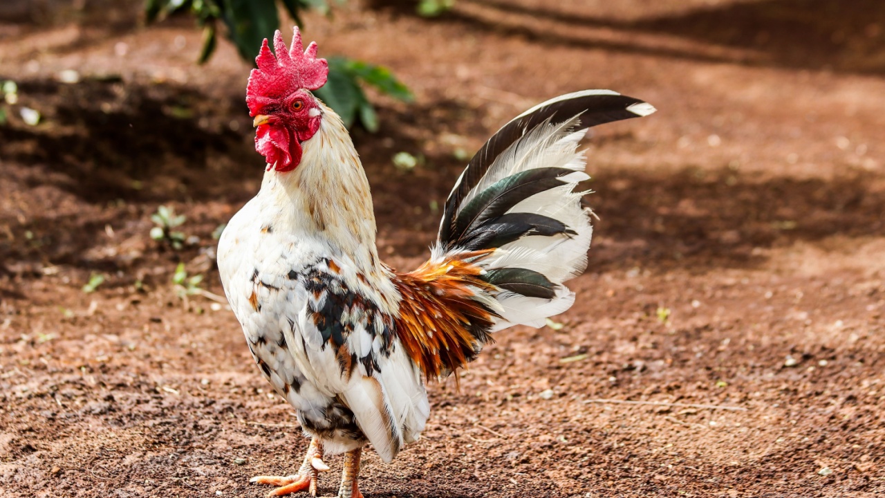 Bantam Chicken (Gallus gallus domesticus) is classified as the Aves class, Galliformes Order, Family Phasianidae. Characteristics of chickens have mini stature, small posture and dwarf growth.