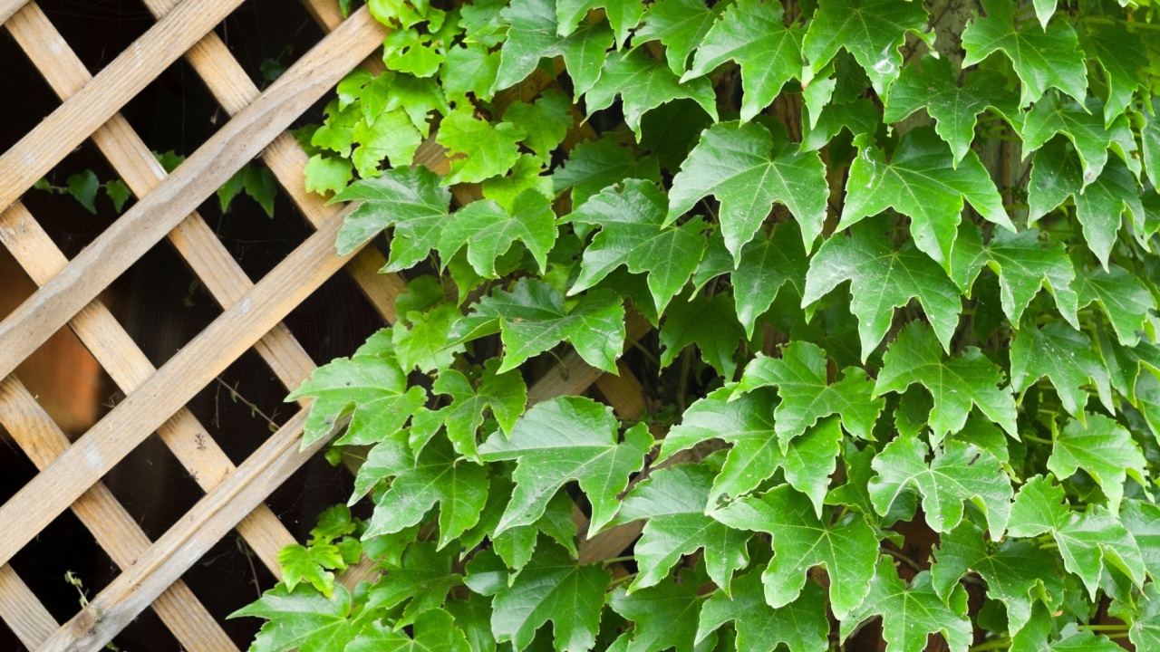 Garden trellis covered with green ivy leaves. Parthenocissus quinquefolia (Virginia creeper, Victoria creeper, five-leaved ivy). Garden design. Decorative garden. Landscaping.