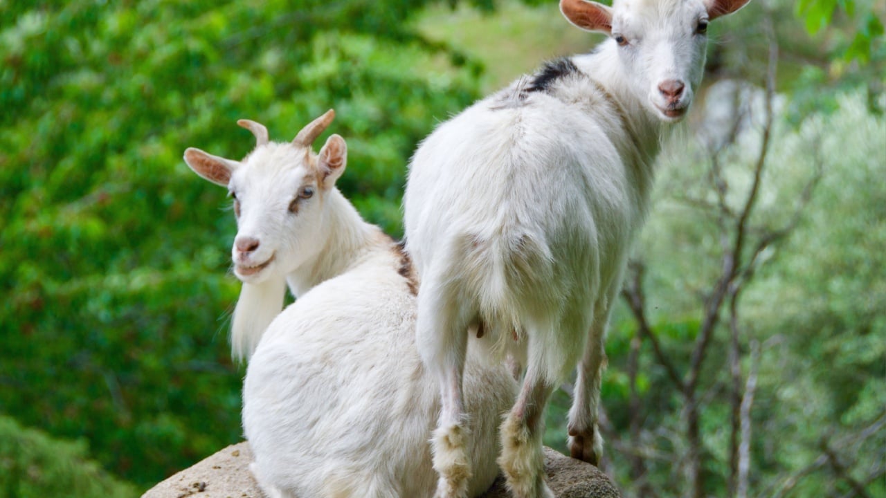 White American pygmy goats looking at you in Lake Iseo, Italy