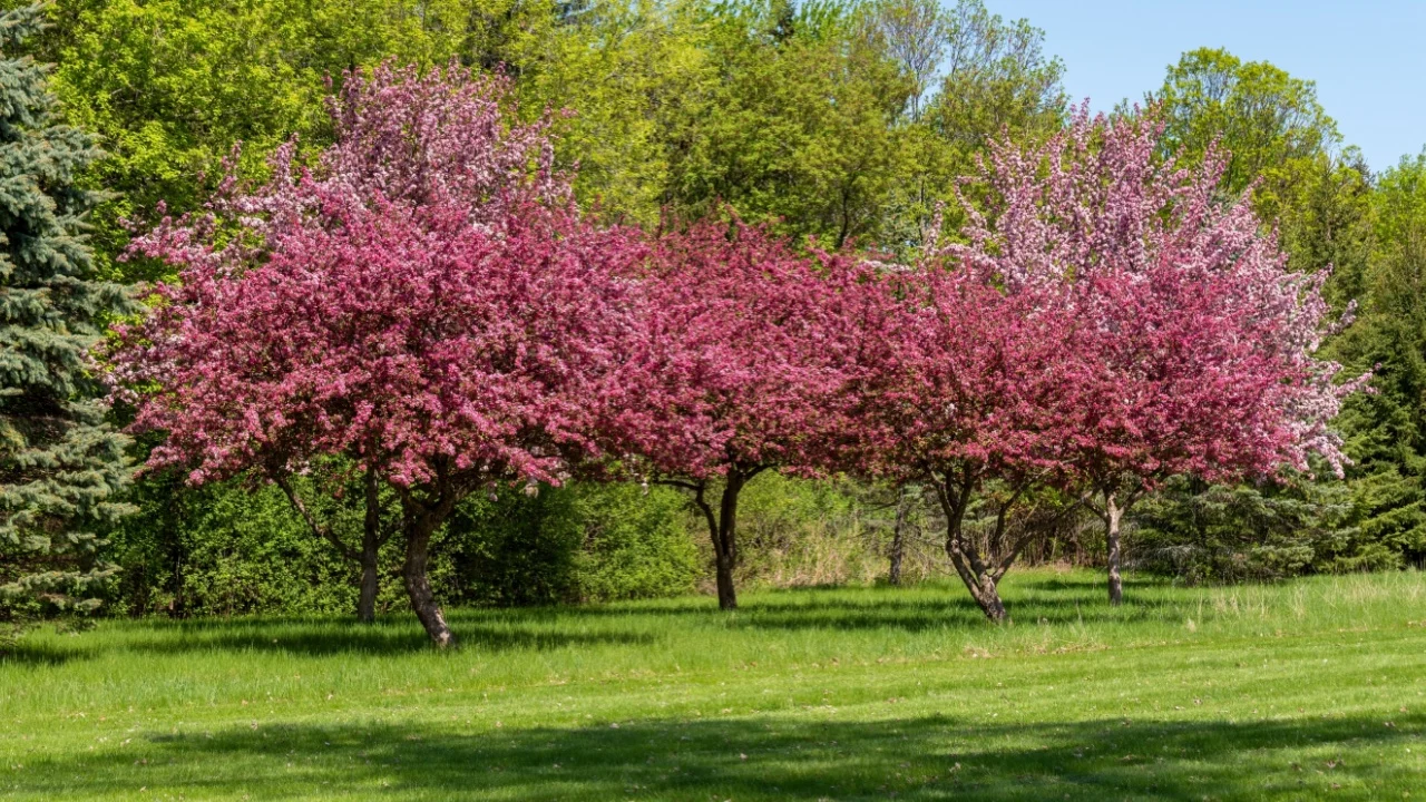 Crabapple trees with red blossoms in spring