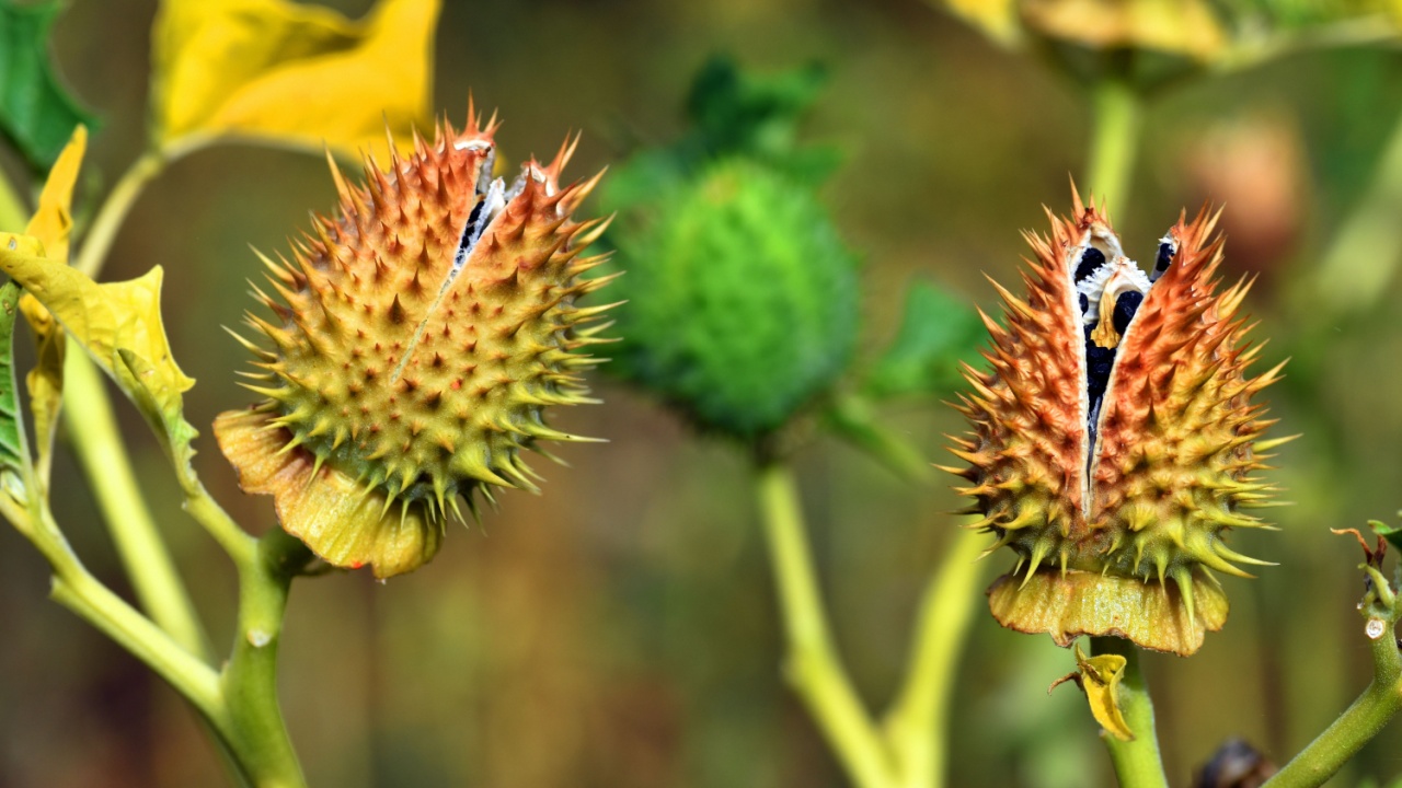 Fruit and seeds of the jimson weed (Datura stramonium), a toxic and hallucinogenic plant