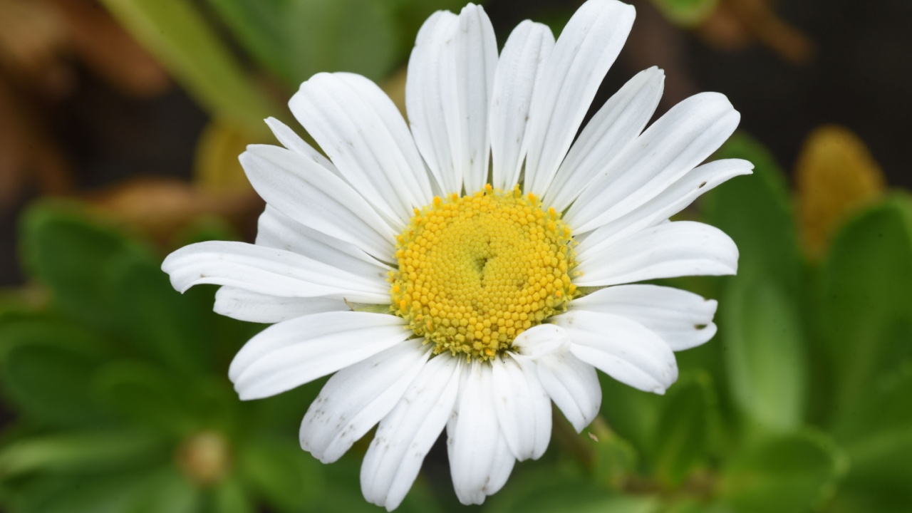 Nippon daisy ( Nipponanthemum nipponicum ) flowers. Asteraceae perennial plants that are endemic to Japan and grow naturally near the coast.The flowering season is from September to November.