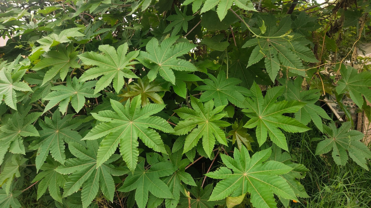 Ricinus communis, the castor bean or castor oil plant, is a species of perennial flowering plant in the spurge family, Green leaf castor oil.