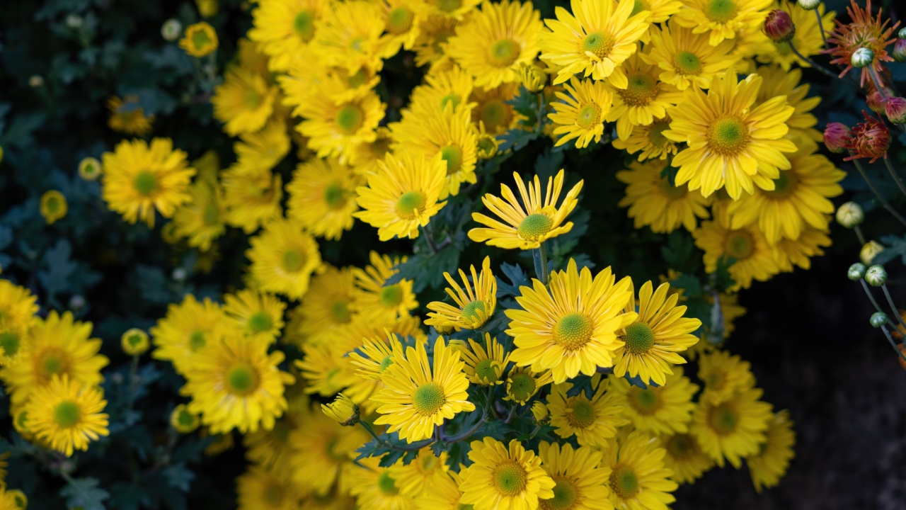 Close up and selective focus of Chrysanthemum indicum (Indian chrysanthemum ), pattern of yellow flower with blurry background, wonderful blossom of flower in Annecy