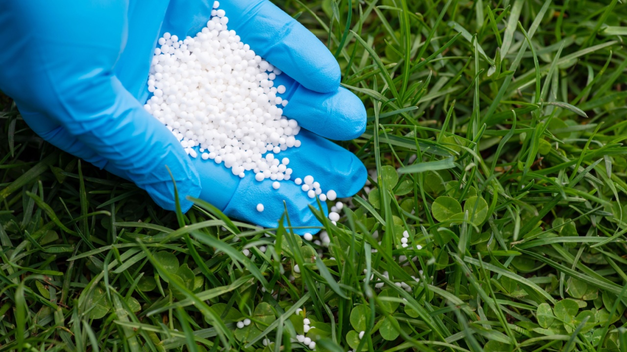 Fertilizing lawn with nitrates concept. Close up of hand spreading granular nitrogen fertilizer on the grass lawn