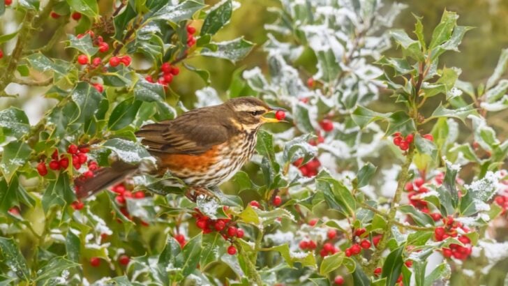 Want to Attract More Birds to the Yard? 21 Plants They Love