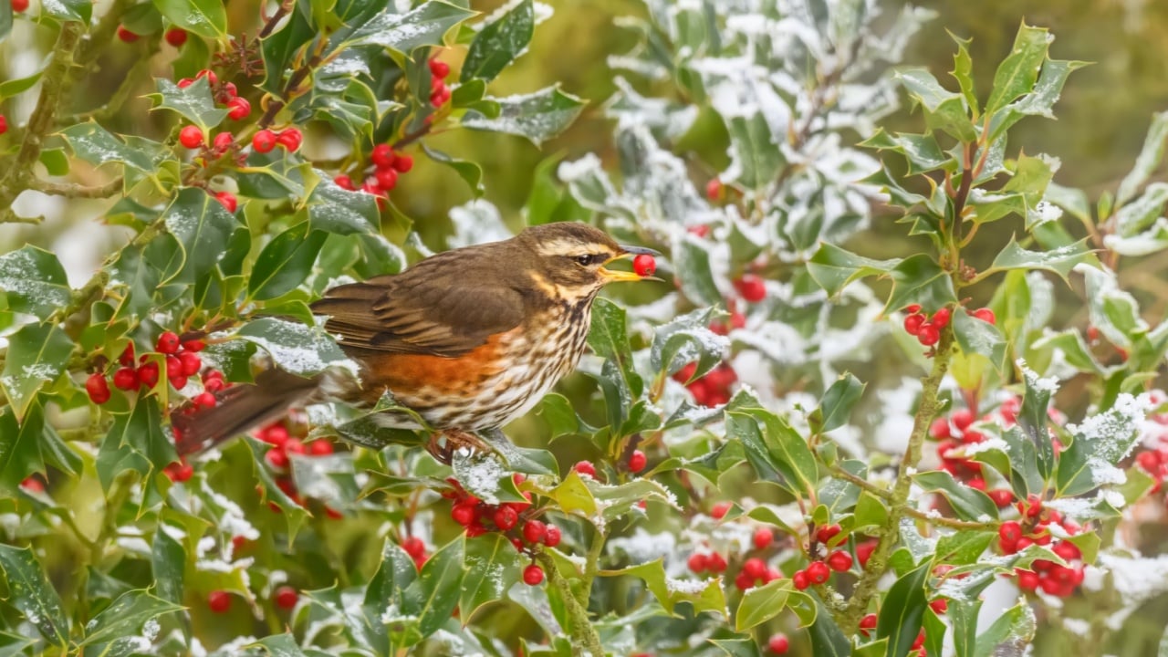 A redwing bird, Turdus iliacus, feeding on a frosted European holly, Ilex aquifolium, and takes a red Ilex berry in its beak, cold December day, Rhineland, Germany