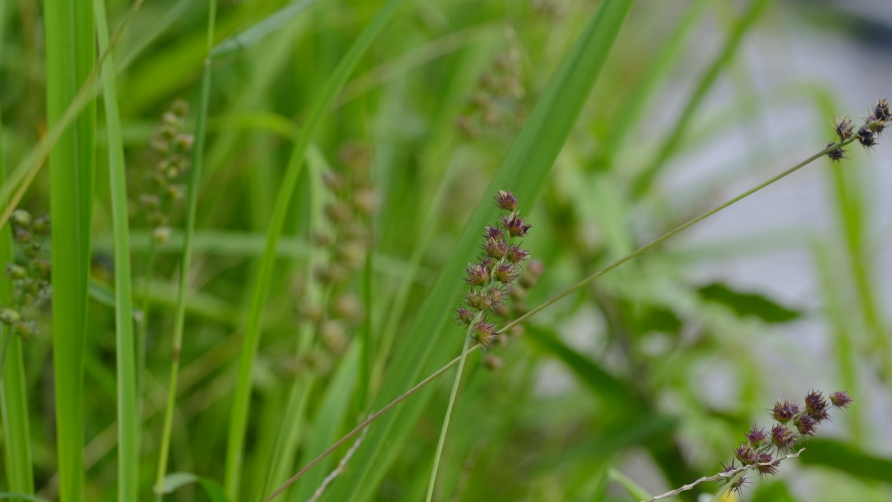 Cenchrus echinatus , mossman river grass, spiny sandbur, southern sanbur, burgrass in the shrubs. Blurry background. 