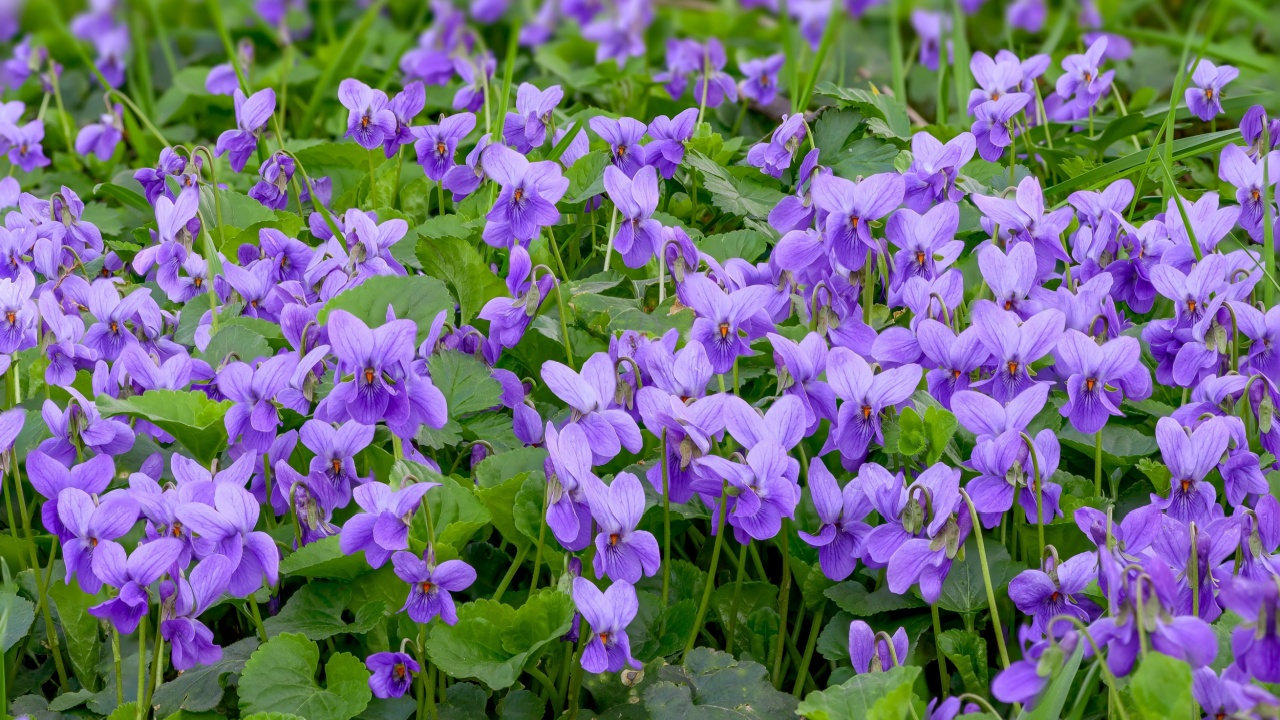Flower bed with Common violets (Viola Odorata) flowers in bloom, traditional easter flowers, flower background, easter spring background. Close up macro photo, selective focus.