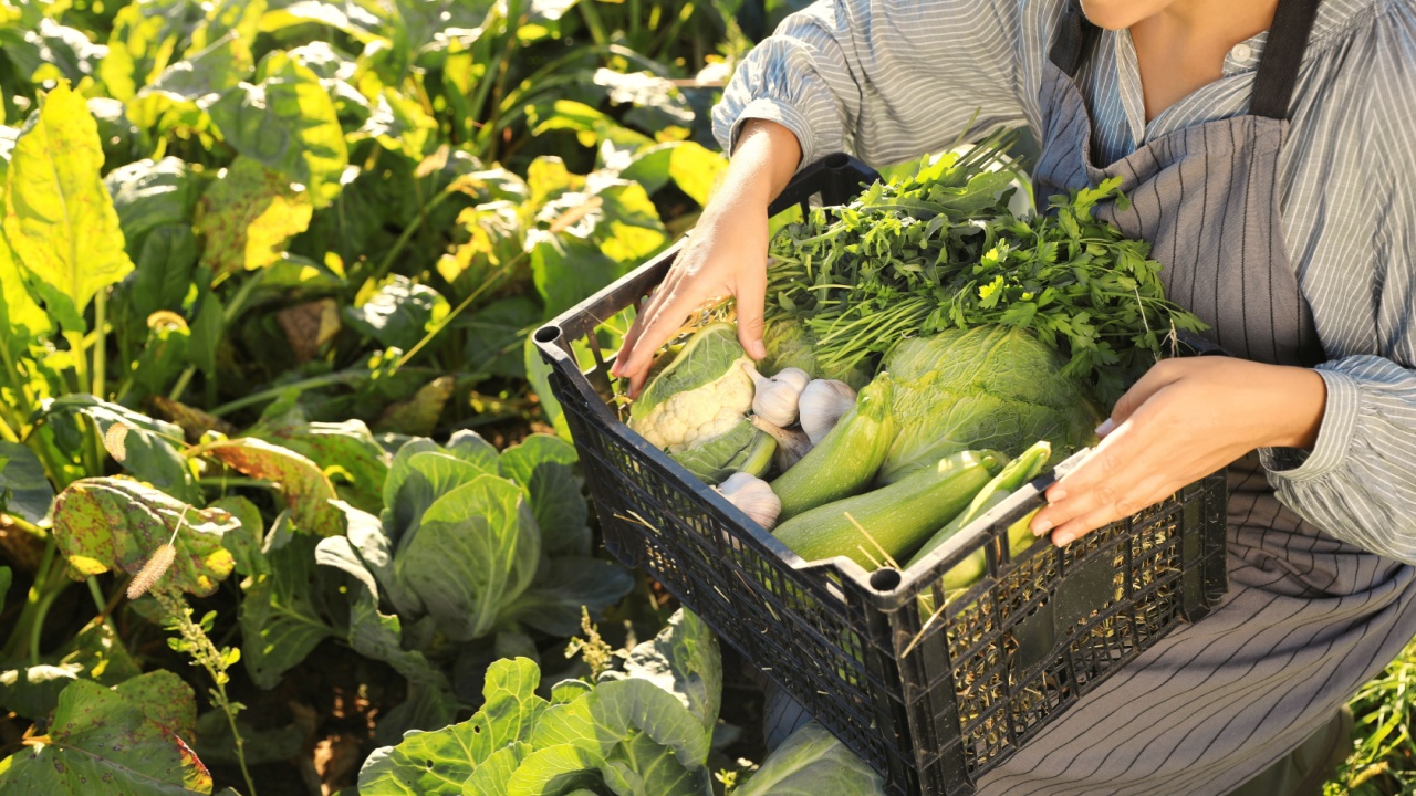 Woman harvesting different fresh ripe vegetables on farm, closeup Woman harvesting different fresh ripe vegetables on farm, closeup