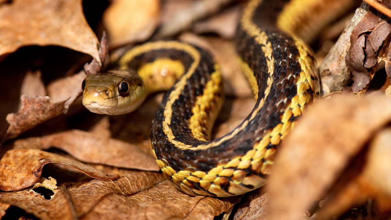 Garter snake, Thamnophis sirtalis, with yellow and olive coloration, coiled on dead brown leaves in the woods at Goodwin State Forest in Hampton, Connecticut in springtime.