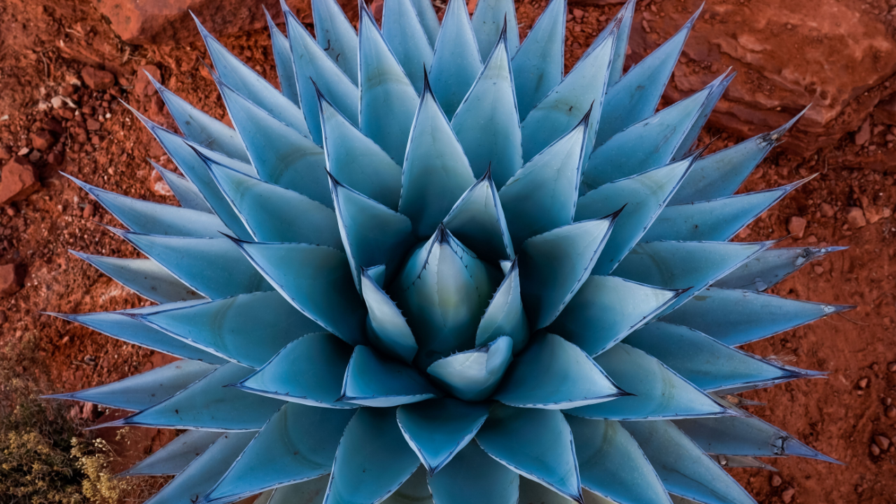 blue agave against red background