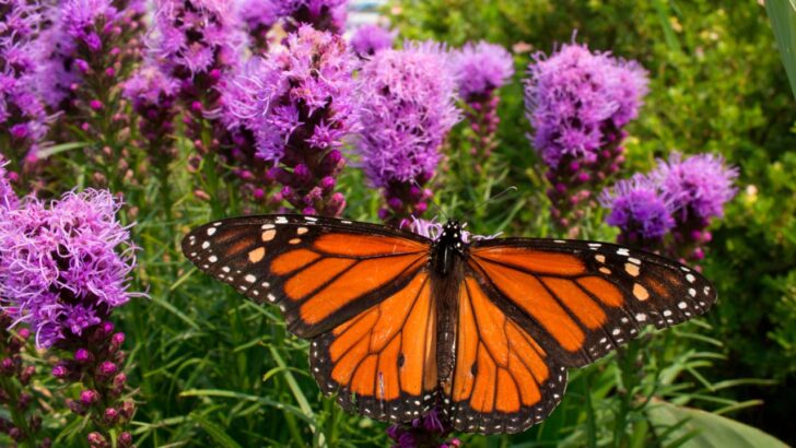 19 Perennials That Make Your Garden a Sanctuary for Wildlife
