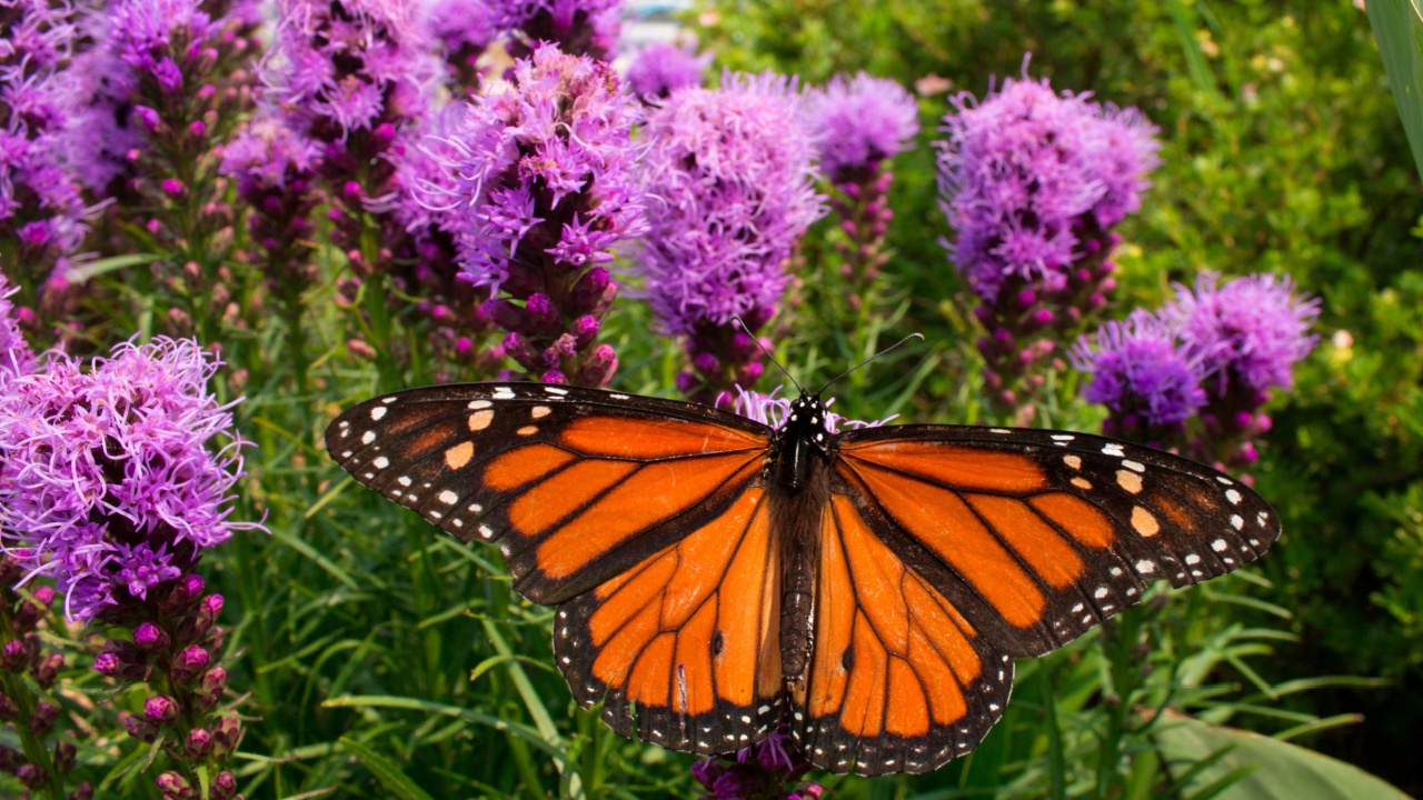Monarch butterfly pollinates prairie blazing star wildflowers in a prairie garden