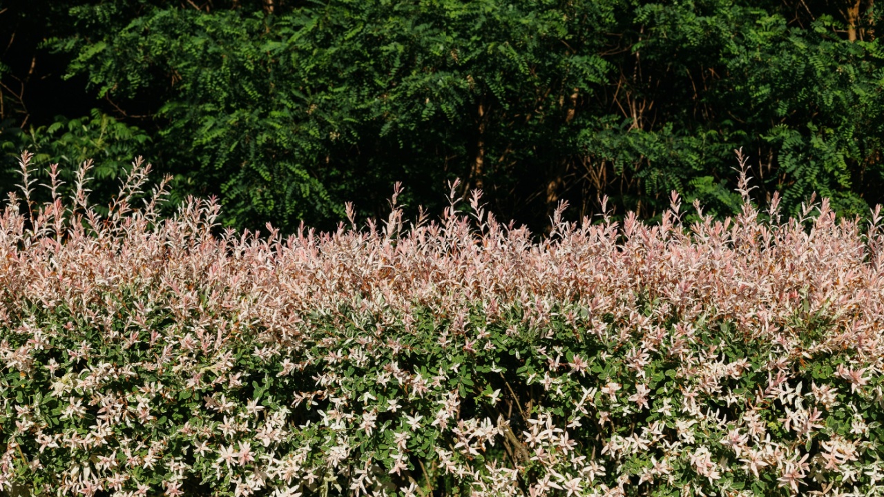 Closeup of Flamingo Dappled Willow in landshaft design.