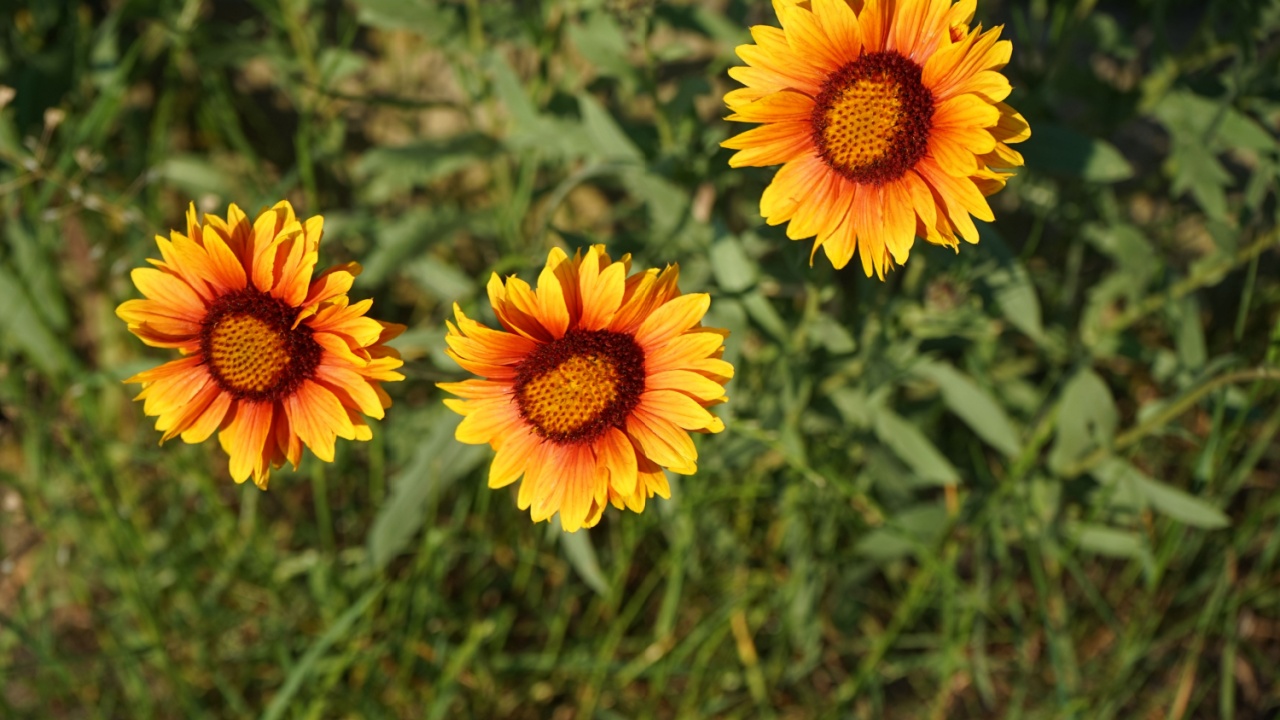 Gaillardia spp. blooms in the garden in June. Gaillardia, blanket flower, is a genus of flowering plants in the sunflower family, Asteraceae. Berlin, Germany