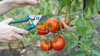 Woman holds a bunch of tomatoes in one hand and scissors in the other. Harvesting ripe red tomatoes with a pruner.