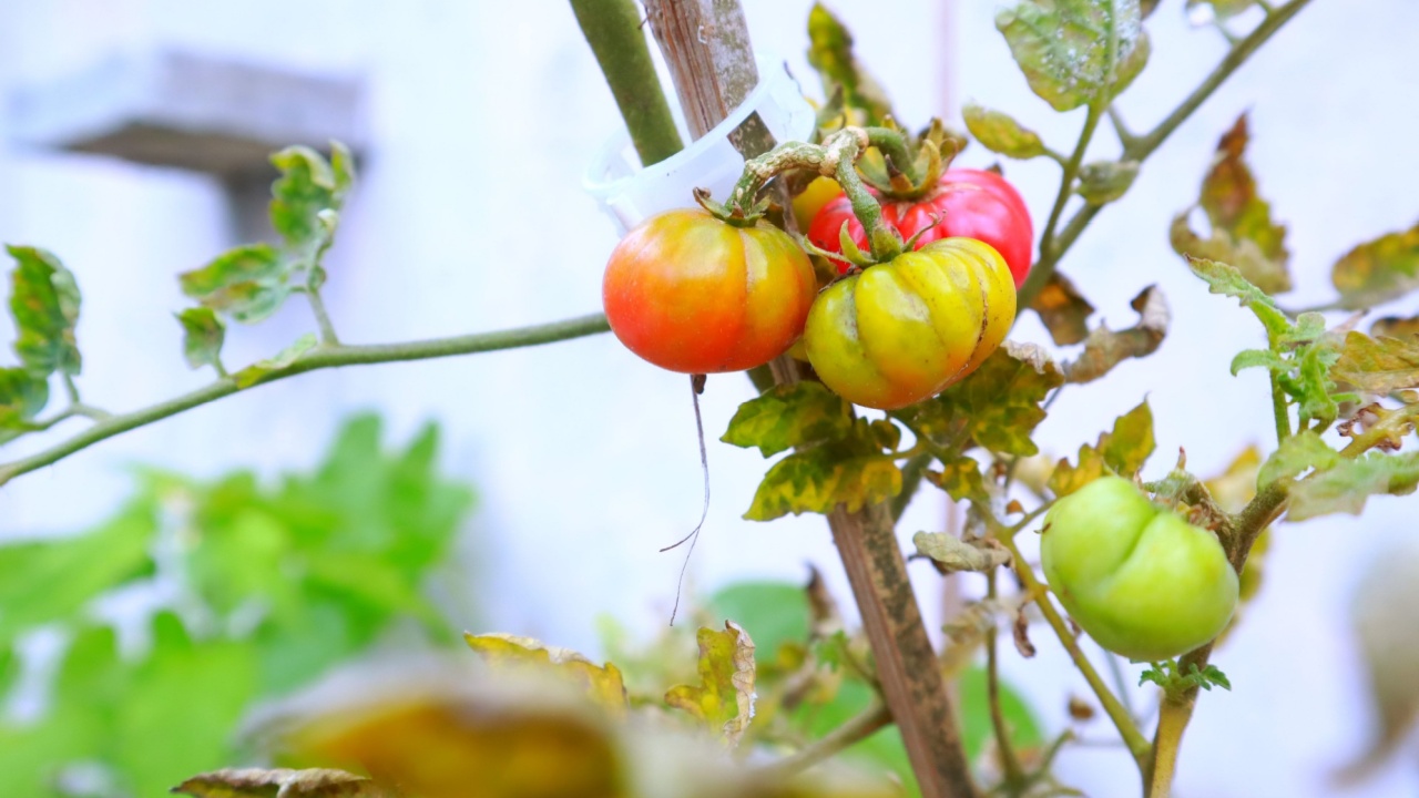 Tomatoes are the top home garden