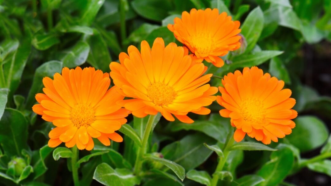15 Plants That Attract Ladybugs To Your Garden