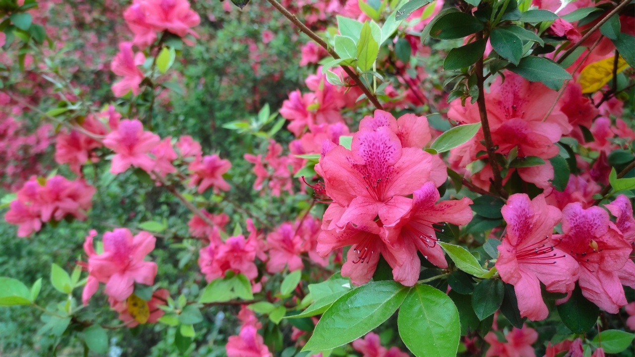 Rhododendron spp or Azalea flowers are a type of flower with striking and varied colors.