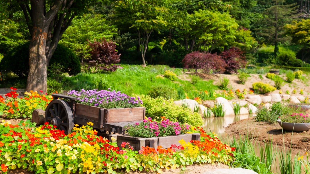 a garden full of flowers.