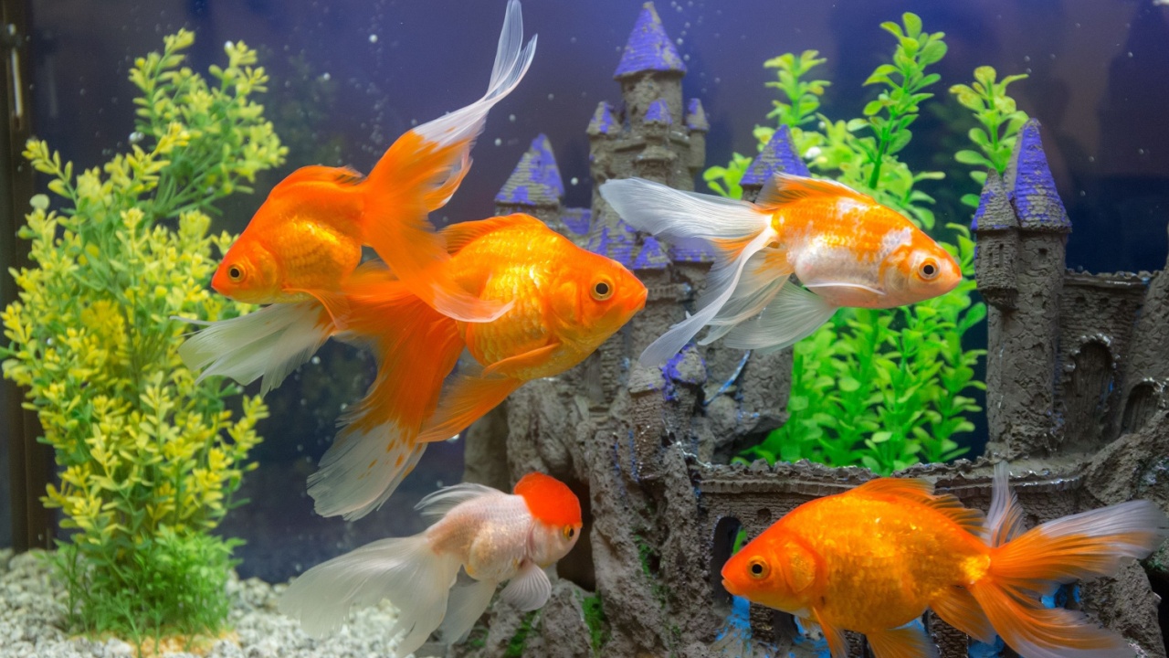 goldfish in the aquarium water close up