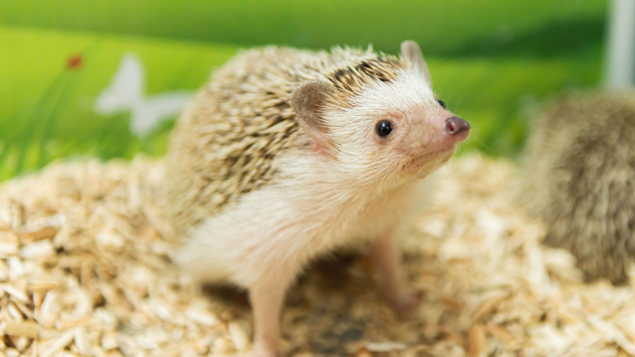 A close-up shot focused on the eye of a domesticated hedgehog standing on sawdust, which serves as the cage floor, with a blurred green scenery as the background.